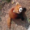 斗鱼琴小湘
