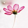 斗鱼阿花花花a