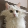 斗鱼又又Oni
