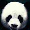 斗鱼阁子ye