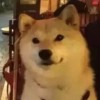 斗鱼么凹喵a