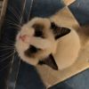 斗鱼兔小蕾丶