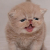 虎牙hy云凡