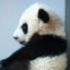 虎牙曲静同学-伐木累