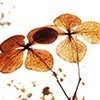 虎牙苏汉丶兔兔