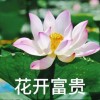 虎牙我叫娃娃、