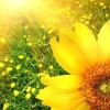 虎牙【你的长夏】