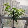 虎牙新人琉璃