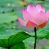 抖音呼呼(声控助眠)