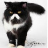 抖音画江湖之不良人