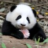 斗鱼下凡的张美男