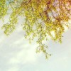 抖音娜果~甄嬛传原声
