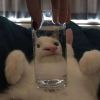 抖音金鱼yu