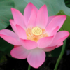 抖音七七助眠🌷