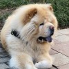 虎牙狂鸟丶新年