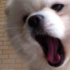 抖音asmr(助眠)