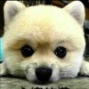 斗鱼退网勿忘