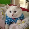 抖音小肥猫瑞娜(游戏版)