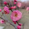 抖音兮颜有声剧