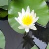虎牙追梦涛涛
