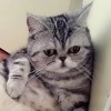 抖音兰珏助眠
