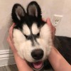 斗鱼思修丶思修