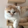 斗鱼小艾悠悠姐