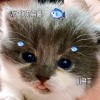 抖音掌柜大哥
