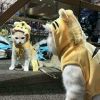 虎牙新颖-刺猬【国民学姐】