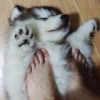 斗鱼妙音坊x桃一