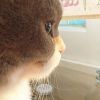 斗鱼VO大自然