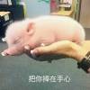 斗鱼用户已注销