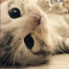 抖音轴月