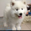 抖音阔少_申旭阔