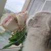 抖音虫八荒野