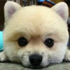 抖音千夜未来