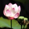 抖音褚美慧holly