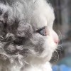 抖音轻奢家纺(大庆微姐)