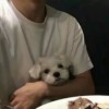 快手饼饼(助眠)