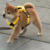 抖音助眠蜗牛