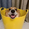 抖音小丸子晚晚【声控助眠】
