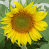 虎牙4AMNs12-