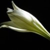 抖音芯芯去哪儿