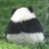 斗鱼Shirley语桐