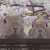 抖音嘉嘉嘉、